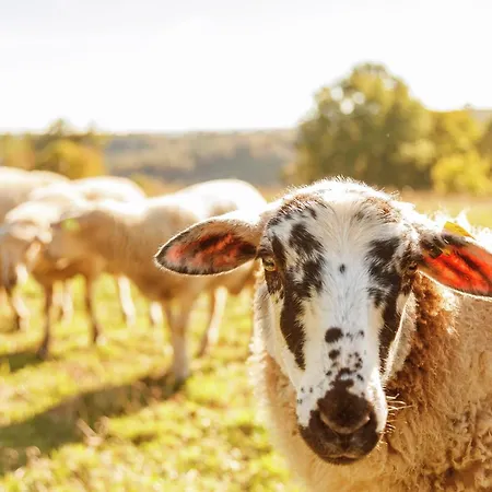 Dordogne Family Haven * Orliac (Dordogne)